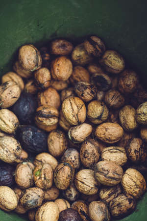 A lot of tasty chestnuts in a green bucket