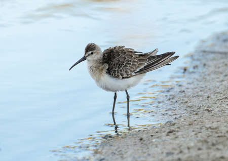 Curlew sandpiper Calidris ferruginea stopping over on autumn migration preening while  foraging on...
