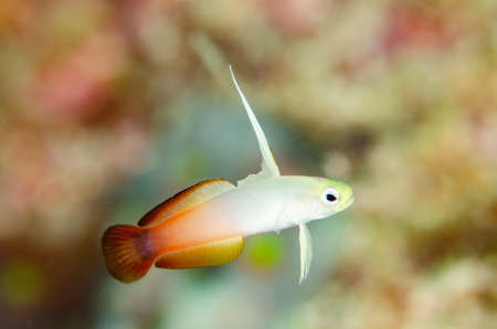 An amazing macro shot of a Blenny Fish on an abstract blurred background