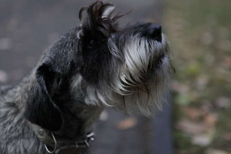 A selective focus shot of an adorable puppy in a blurry background