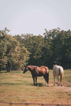 A vertical shot of two beautiful brown and white horses standing in a large field with trees