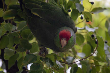 A closeup shot of a Rose-ringed parakeet parrot eating berries on a treeの写真素材