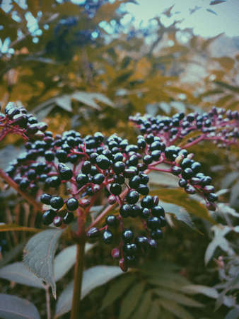 A vertical selective focus closeup shot of fresh blueberries on a branchの写真素材
