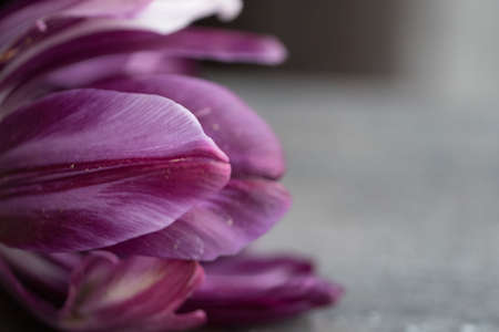 A beautiful closeup shot of purple flower petals