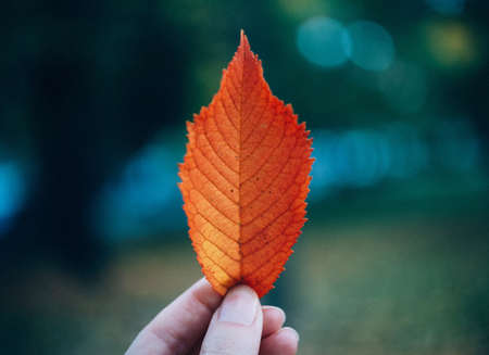 A close shot of a person holding a brown leaf with a blurred background