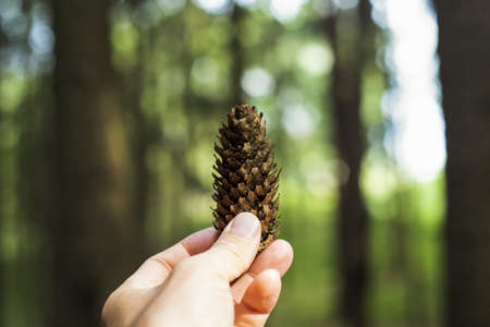 A selective closeup shot of a pine cone with a blurry backgroundの写真素材