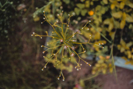 A selective focus closeup shot of beautiful greenery stuck on a spider web in a forestの写真素材
