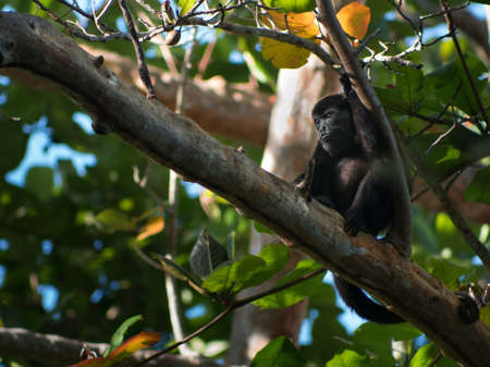 A closeup shot of a small black monkey resting a tree branch in a forestの写真素材