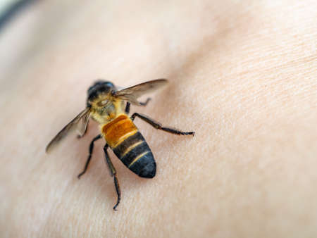 A macro shot of a bee standing on a skin of a personの写真素材