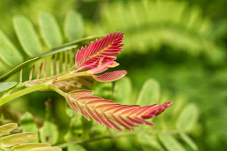 A macro shot of a beautiful fresh plant with green and purple leaves in a bushy gardenの写真素材