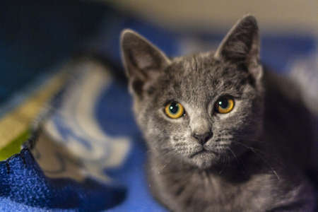 A closeup shot of a gray cat looking straight with blue and yellow background