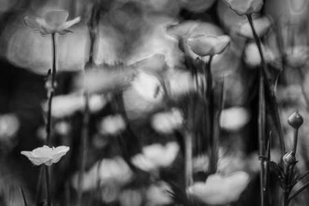 A grayscale shot of beautiful flowers in a blurの写真素材