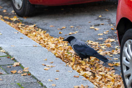 A crow walking in the street in autumnの写真素材