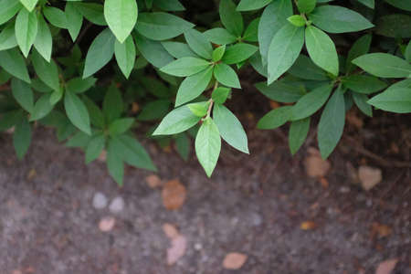 A close shot of a plant with green leaves and a blurred background