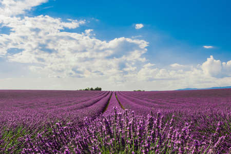 A horizontal shot of a field of beautiful purple English lavender flowers with the background of breathtaking colorful cloudy skyの写真素材