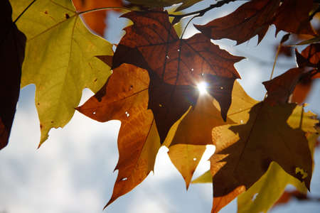 A beautiful shot of yellow autumn leaves reflecting the rays of the sun and creating the perfect...