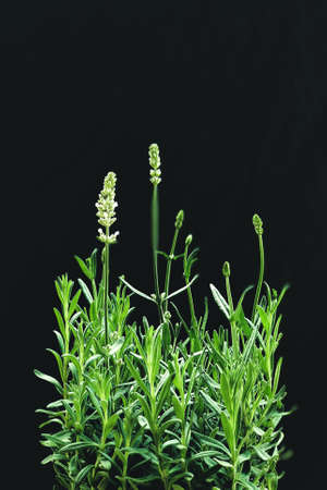 A vertical closeup shot of white lavender flowers isolated on a black backgroundの写真素材