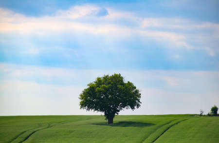 A beautiful shot of a lonely tree standing in the middle of a greenfield under the clear skyの写真素材