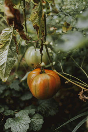 A vertical shot of a pumpkin in a gardenの写真素材