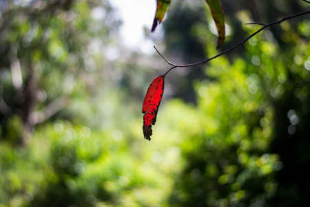 A selective focus closeup shot of a red leaf on a tree in the middle of a park