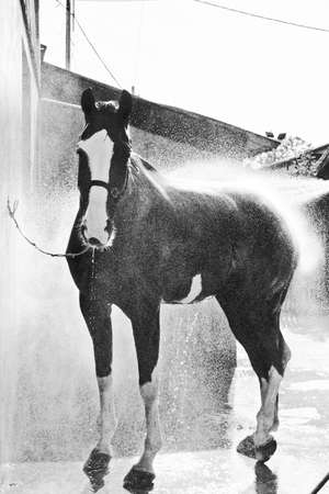 A vertical greyscale shot of a Stallion enjoying the fresh splash of waterの写真素材