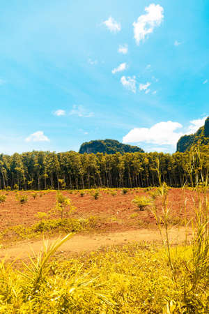 A vertical shot of trees on a field under a blue sky at daytime