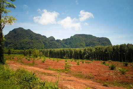 A wide shot of a field with green plants and trees surrounded by mountains covered in greenの写真素材