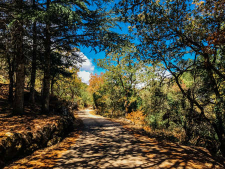 A beautiful shot of a trail in the forest with shadows surrounded by beautiful green trees under the...