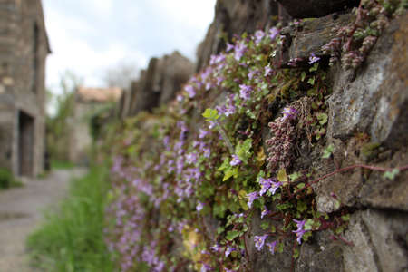 A selective focus of mosses and flowers on rocks at daylight with a blurry background