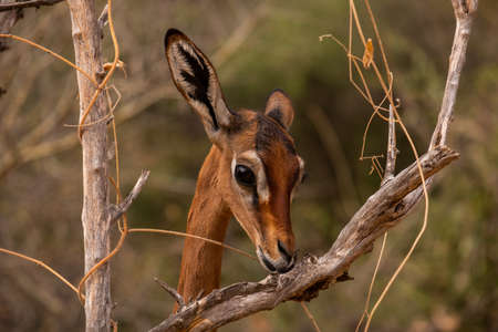 A roe deer among the tree branches captured in Kenya, Nairobi, Samburuの写真素材