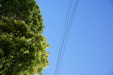 A low angle shot of a tree with a clear blue sky in the background at daytimeの写真素材