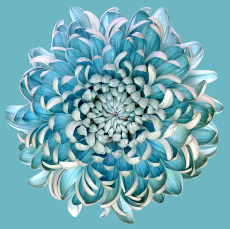 A closeup illustration of a big blue and white flower on a blue backgroundの写真素材