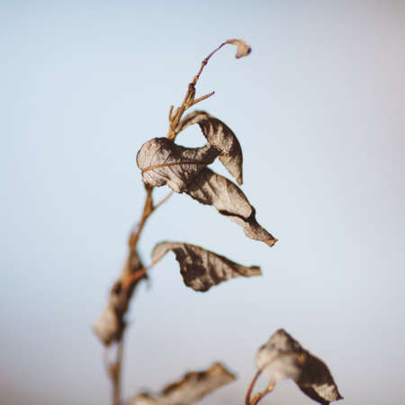 A closeup shot of a branch with dry leaves on a light background - perfect wallpaper choiceの写真素材