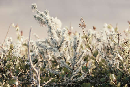 A closeup shot of snow covered plants