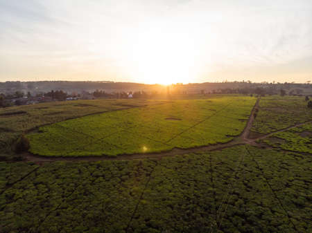 A high angle shot of beautiful green fields with the sunset in the background in Nairobi, Kenyaの写真素材