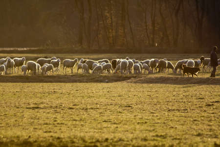 A beautiful shot of a person standing near the herd of sheep in a dry grassy field at daytimeの写真素材