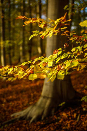 A vertical closeup shot of yellow and brown leaves on the branch with blurred natural background in...