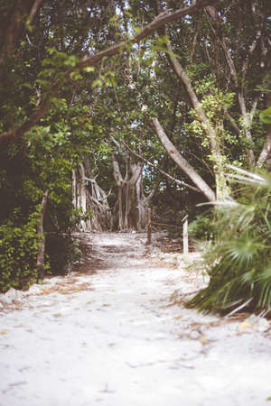 A vertical shot of a pathway in the middle of a forest with green trees