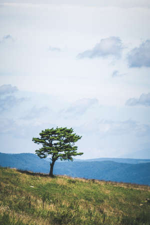 A vertical shot of a tree standing on top of a mountain under the clear sky in Japanの写真素材
