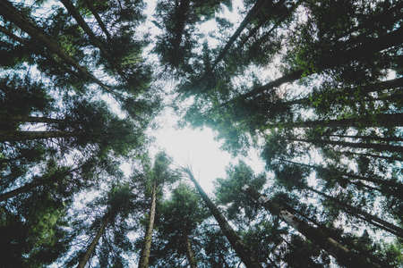 A low angle shot of the beautiful tall trees in a forest with the bright light shining downの写真素材