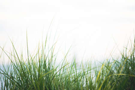 A closeup shot of a tall grassy field with a white blurred backgroundの写真素材