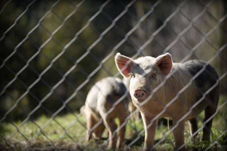 A horizontal closeup shot of swine in a pasture behind the fence on a sunny day