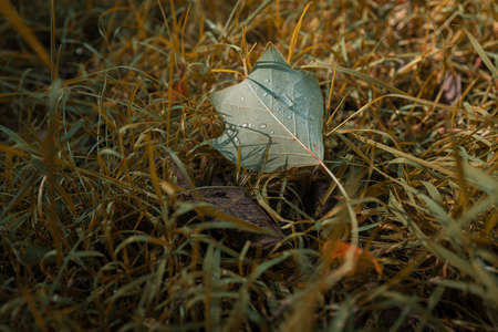 A selective focus shot of a green leaf with dewdrops on a surface with dry grass