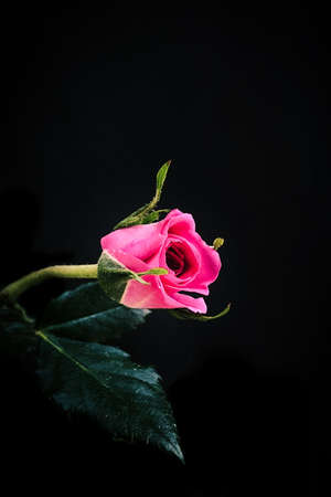 A vertical closeup shot of pink rose isolated on a black backgroundの写真素材