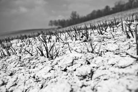 A close shot of grass in a snowy ground with blurred background in black and whiteの写真素材