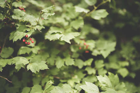 A closeup shot of red fruits growing on the branch with green leaves and a blurred natural...