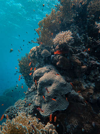 A vertical shot of beautiful corals and fish under the seaの写真素材