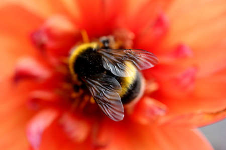 A high angle closeup shot of a honeybee collecting nectar on a red petaled tulip