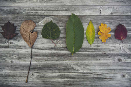 A high angle shot of leaves with different size and colors on a wooden surfaceの写真素材
