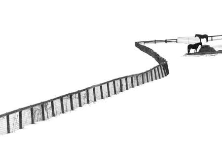 A gray scale shot of two horses by a fence on a snowy fieldの写真素材